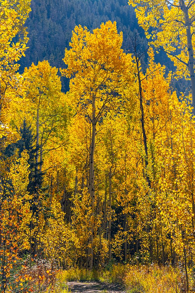 Grouping of aspen trees on a trail-Colorado